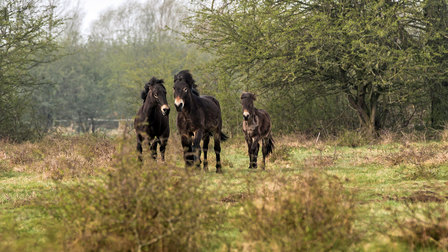 Wild horses at the Posche Leipzig Offroad-Area